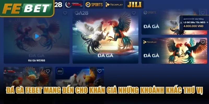 Đá gà Febet mang đến cho khán giả những khoảnh khắc thú vị