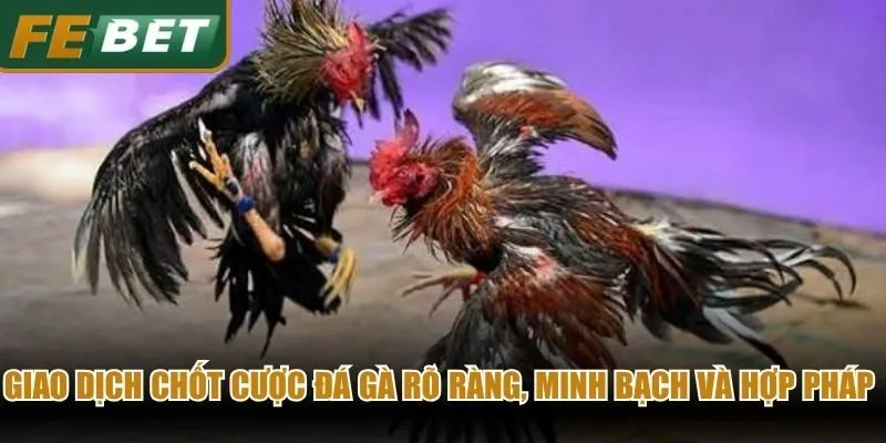 Giao dịch chốt cược đá gà rõ ràng, minh bạch và hợp pháp nhất