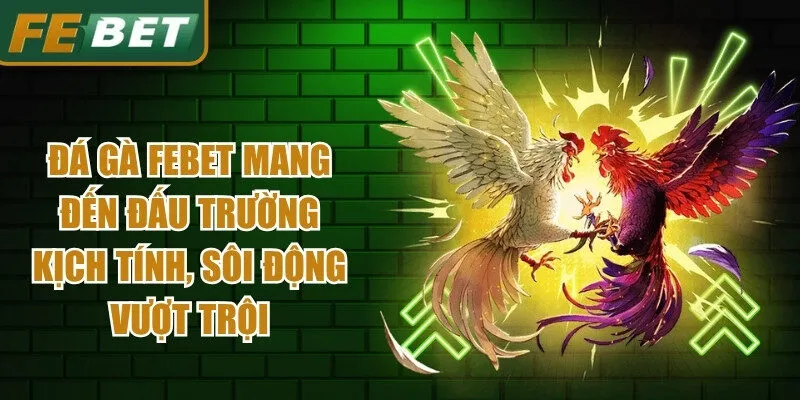 Đá gà Febet mang đến đấu trường kịch tính, sôi động vượt trội